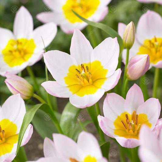 Tulip saxatilis 'Lilac Wonder'