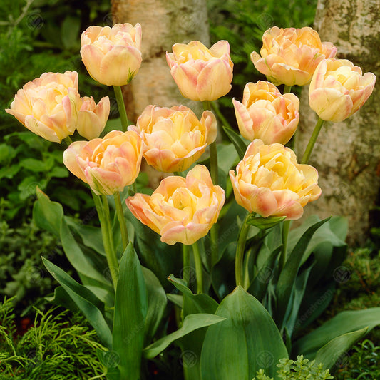 Tulip 'Peaches and Cream'