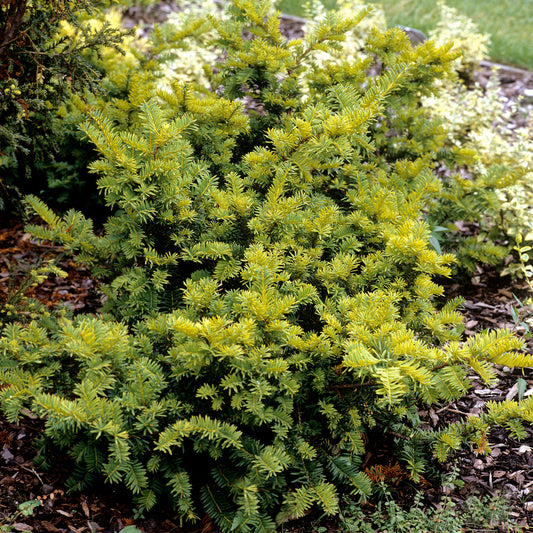 Taxus 'Semperaurea'