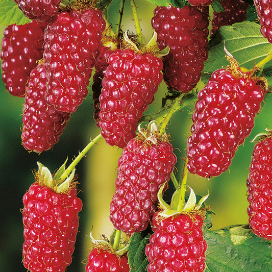 Tayberry Rubus fruiticosus x ideaus