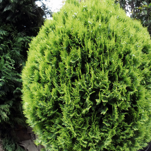 Thuja 'Aurea Nana'