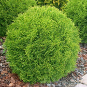 Thuja 'Danica'