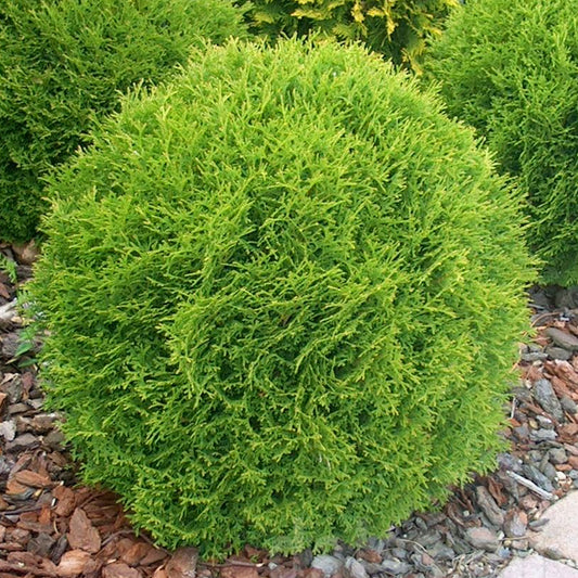 Thuja 'Danica'