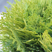 Thuja 'Mirjam'