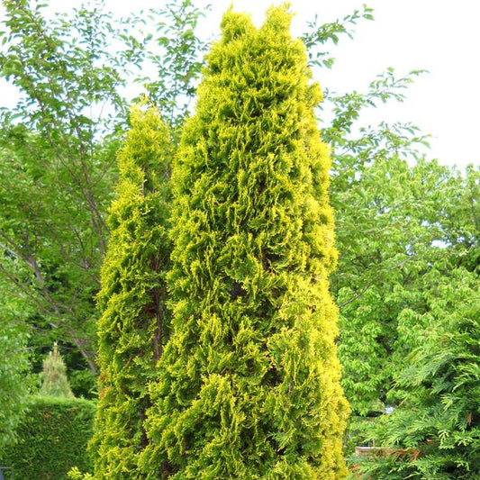 Thuja 'Pyramidalis Aurea'