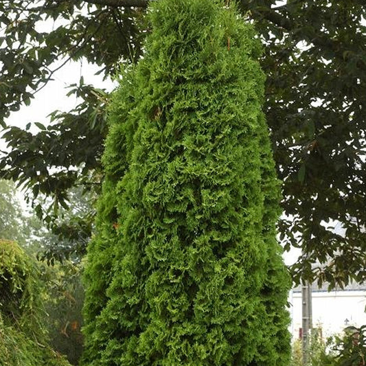 Thuja 'Pyramidalis Compacta'