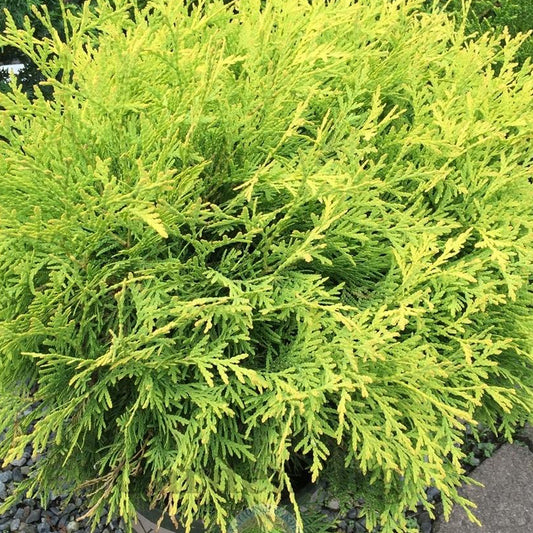 Thuja 'Golden Globe'