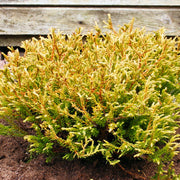 Thuja 'Golden Tuffet'