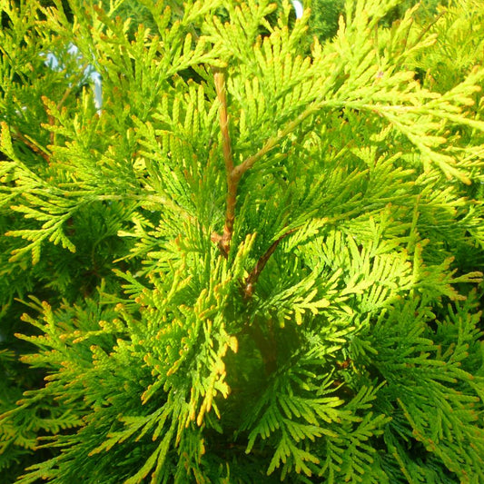 Thuja 'Yellow Ribbon'