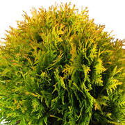 Thuja 'Amber Glow'