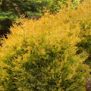 Thuja 'Rheingold'