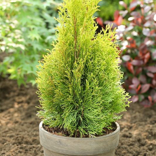 Northern White Cedar Hedge