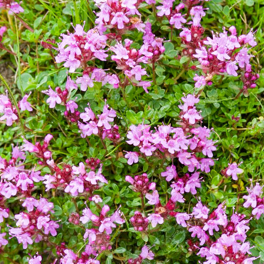 Thyme 'Dartmoor'