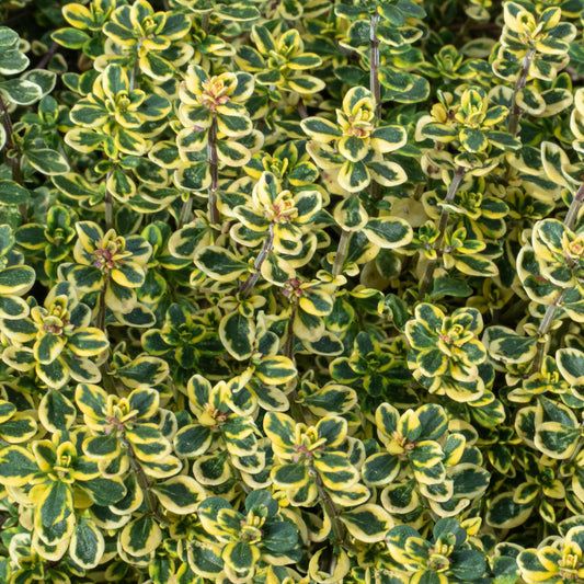 Thyme Lemon Variegated