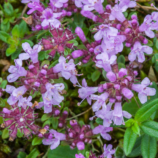 Thyme Lilac