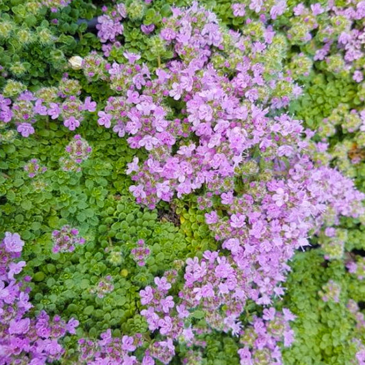 Thyme Minimus