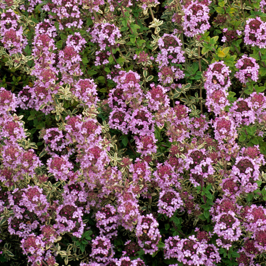 Thyme 'Silver Posie'