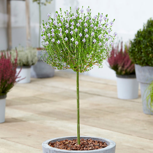 Thymus capitatus Patio Tree