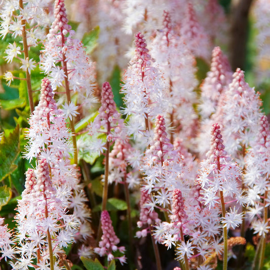 Tiarella 'Pink Skyrocket'