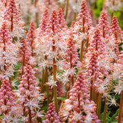 Tiarella 'Spring Symphony'