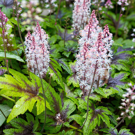 Tiarella 'Sugar and Spice'