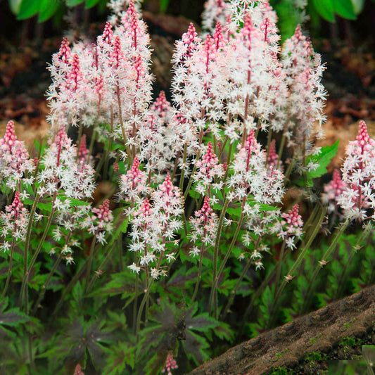 Tiarella 'Angel Wings'