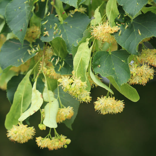 Tilia cordata