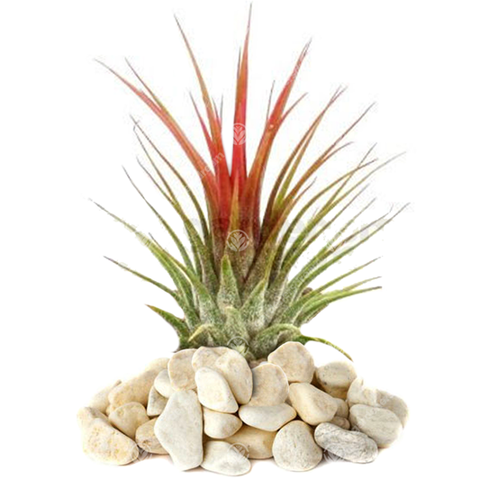 Tillandsia Ionantha