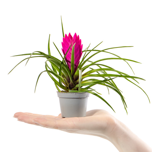 Baby Tillandsia cyanea