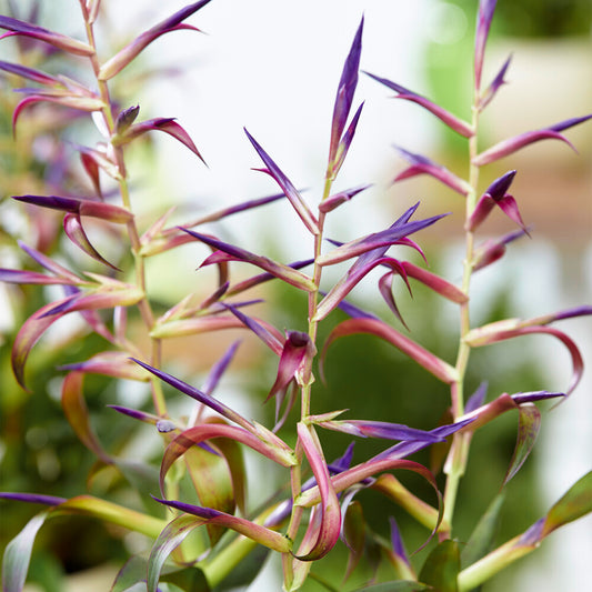 Tillandsia 'Mora'