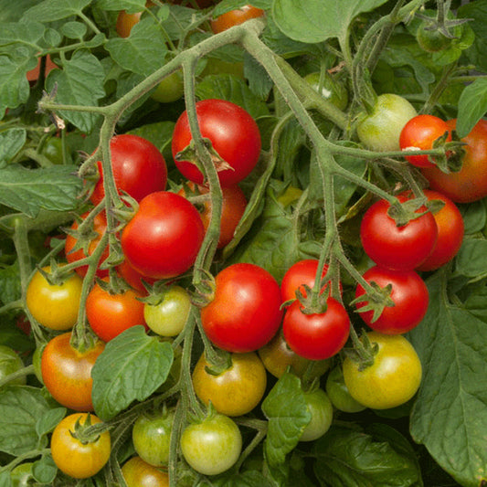 Tomato 'Red Cherry'