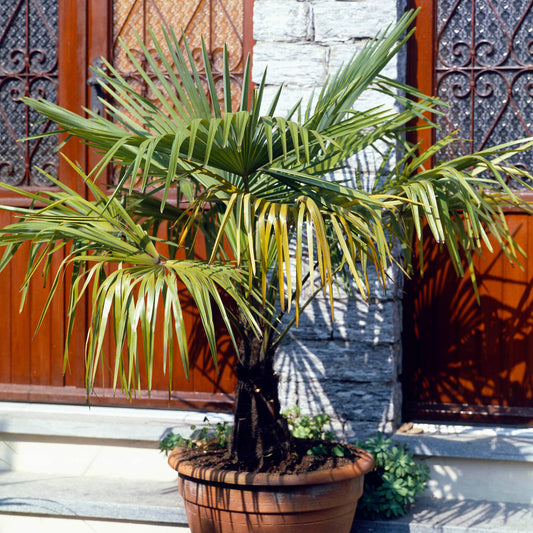 Trachycarpus fortunei