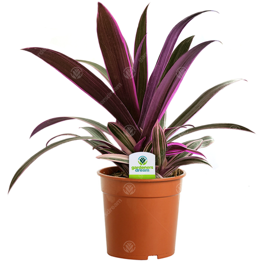 Tradescantia 'Sitara'