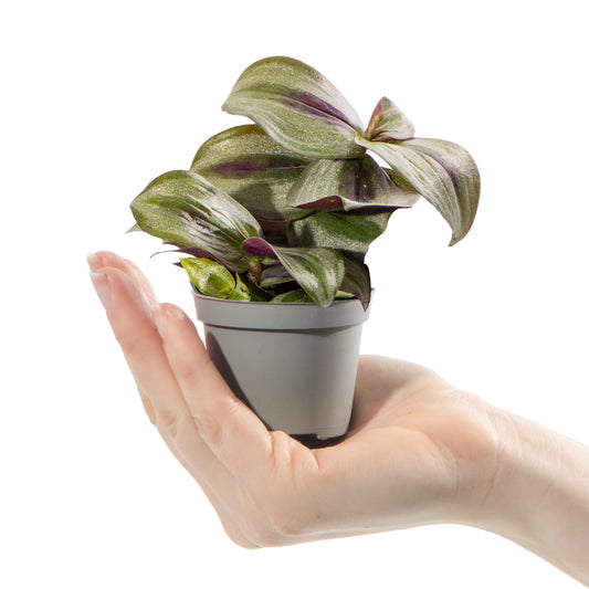 Baby Tradescantia 'Pink Joy Zebrina'