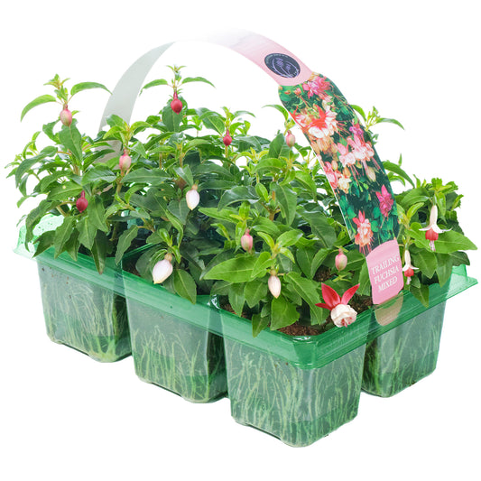 Fuchsia Mixed Basket Plants