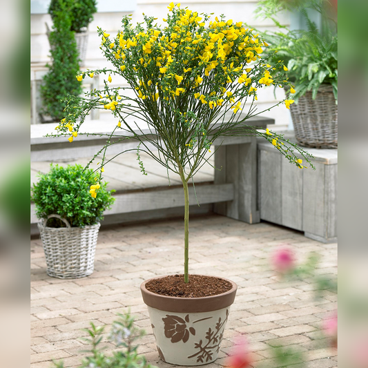 Yellow Cytisus Broom Tree