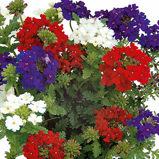 Trio Colore Verbena Basket Plants