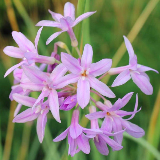 Tulbaghia 'Silver Lace'