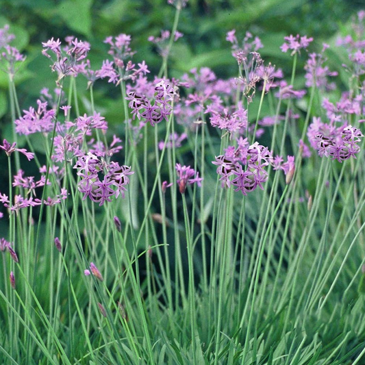 Tulbaghia 'Variegata'