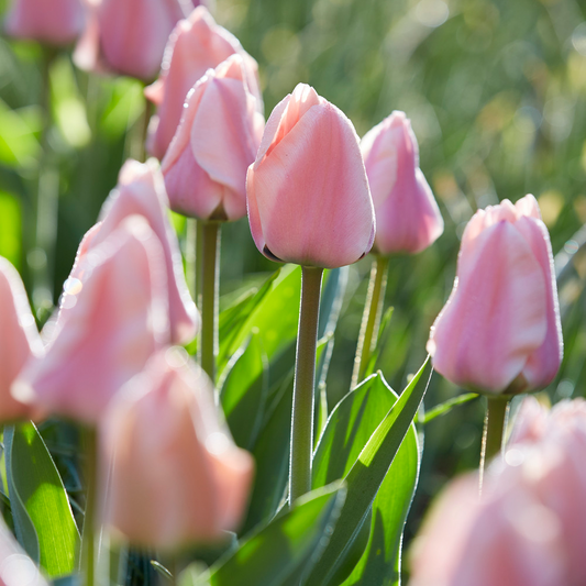 Tulip 'Apricona'