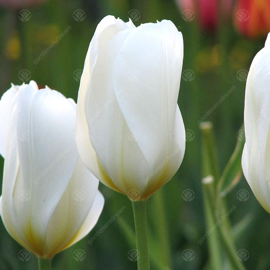 Tulip 'White Emperor'