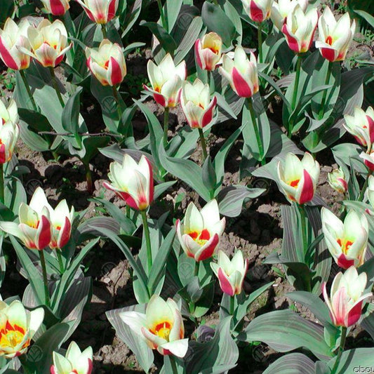 Tulip 'Authority'