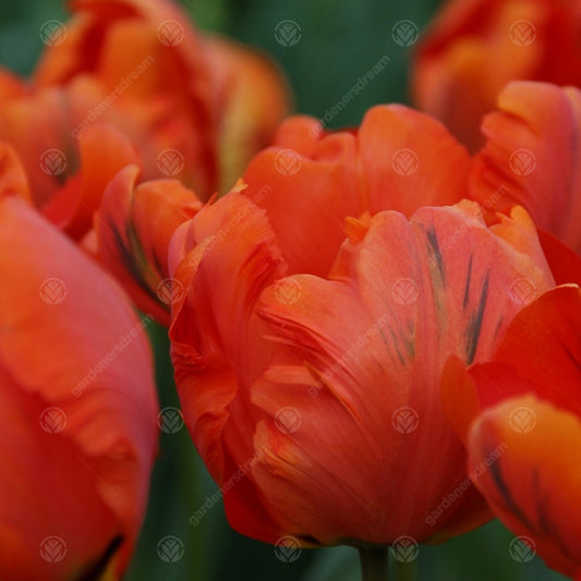 Tulip 'Flower Power'