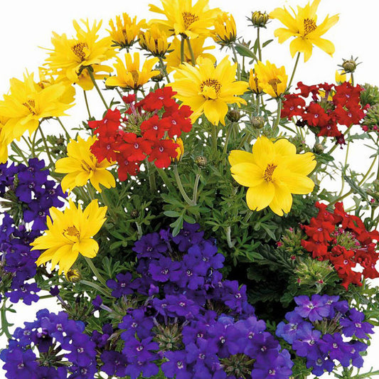 Trio Tweety Pop Basket Plants