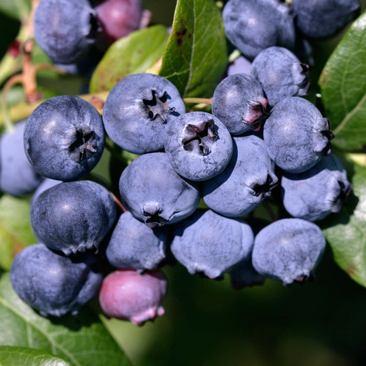 Blueberry 'Powder Blue'