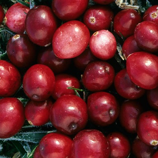 Cranberry 'Crowley'