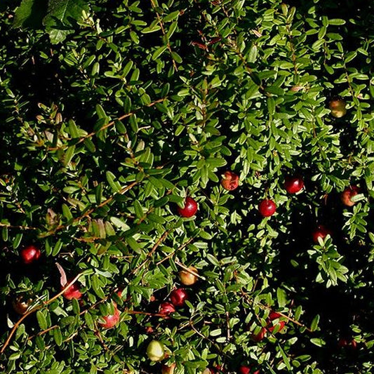 Cranberry 'Langlois'