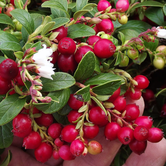 Lingonberry 'Koralle'