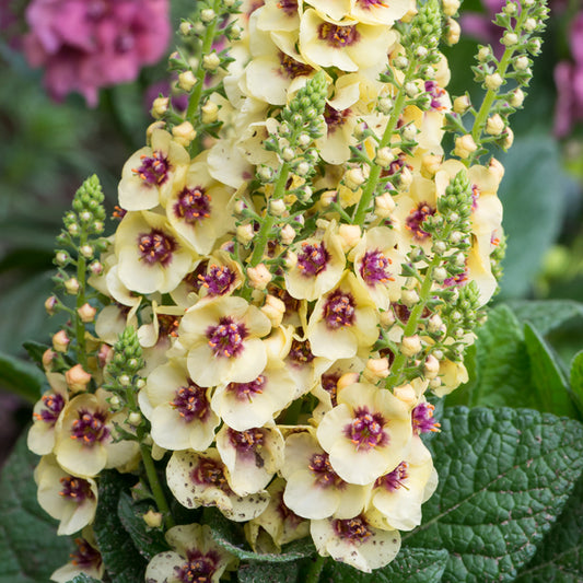 Verbascum 'Dark Eyes'