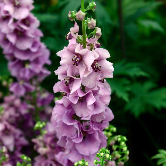 Verbascum 'Lavender Lass'